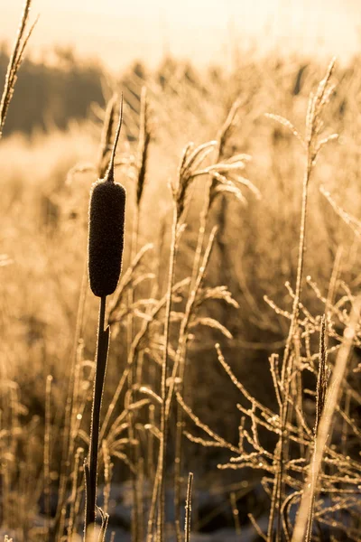 Winter Bulrush Field — Stock Photo, Image