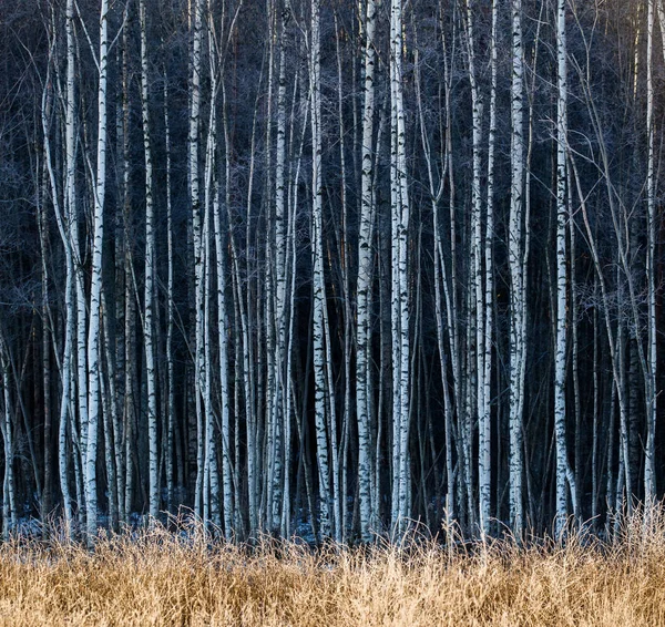 Winter Birchs Bomen Achtergrond Van Een Veld — Stockfoto