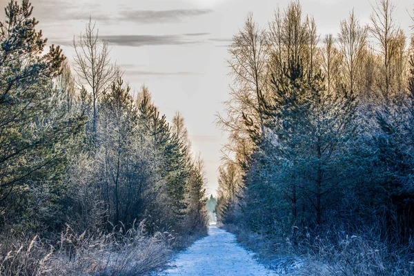 Camino Bosque Invierno —  Fotos de Stock