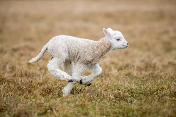 Ovejas Pequeñas Bebé Híbrido Cabra — Foto de Stock