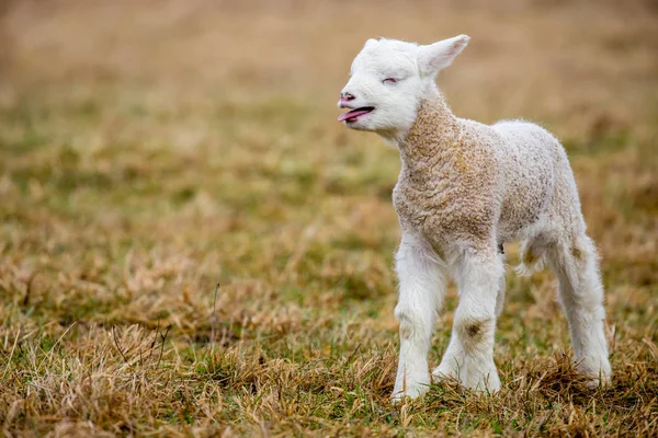 Ovejas Pequeñas Bebé Híbrido Cabra — Foto de Stock