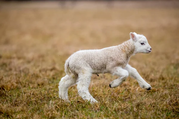 Ovejas Pequeñas Bebé Híbrido Cabra — Foto de Stock