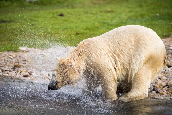 Weißbär Schwimmt Zoo — Stockfoto