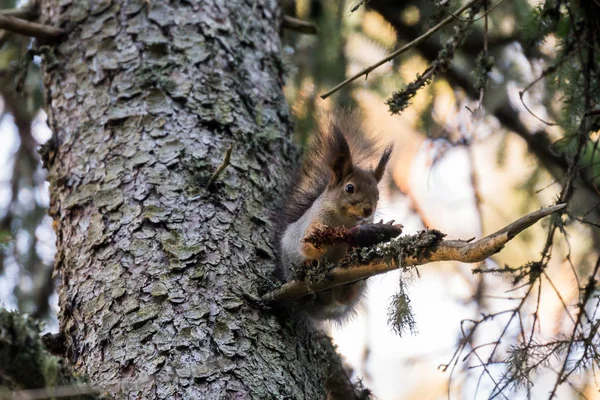 Écureuil Mangeant Des Cônes Conifères Sur Arbre — Photo