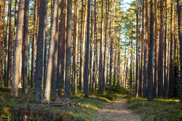 Bos Wandelen Reis Weg — Stockfoto