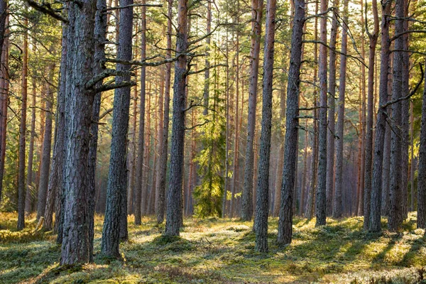 Bos Wandelen Reis Weg — Stockfoto