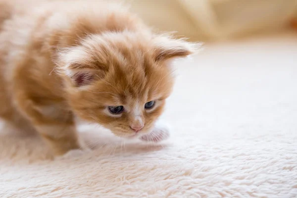 Czerwony Mały Kociak Maine Coon — Zdjęcie stockowe
