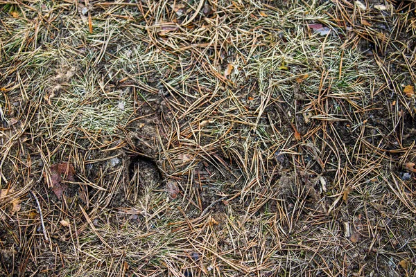 Trail of a young roe deer