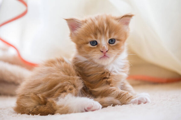 Red little kitten maine coon