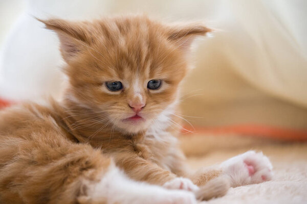 Red little kitten maine coon