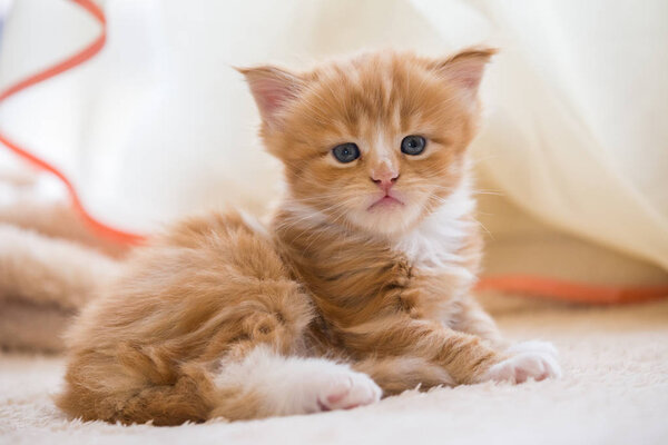 Red little kitten maine coon