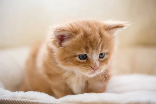 Vermelho Pequeno Gatinho Maine Casulo — Fotografia de Stock