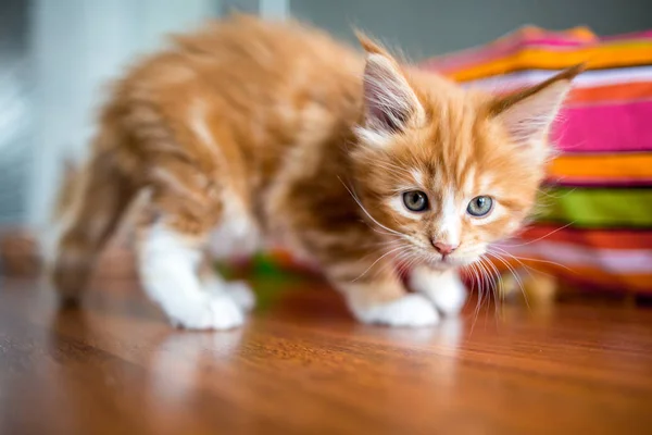 Rode Kleine Kitten Maine Coon — Stockfoto