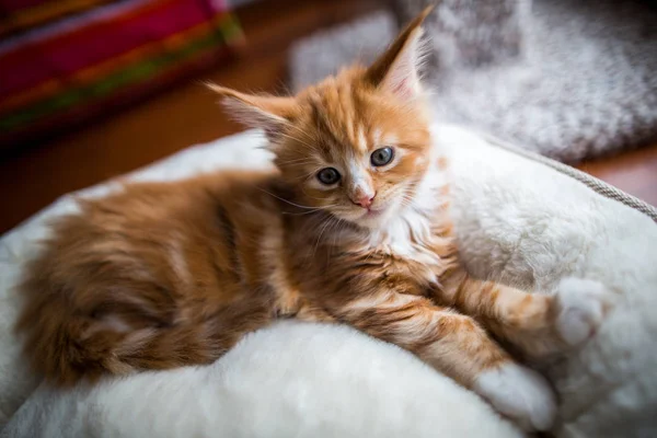 Petit Chaton Rouge Maine Coon — Photo