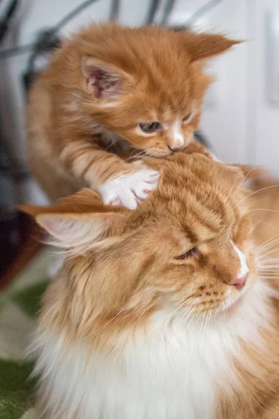 Rojo Pequeño Gatito Jugando Con Mamá Maine Coon —  Fotos de Stock