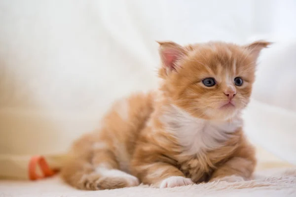 Piros Kis Kitten Maine Coon — Stock Fotó