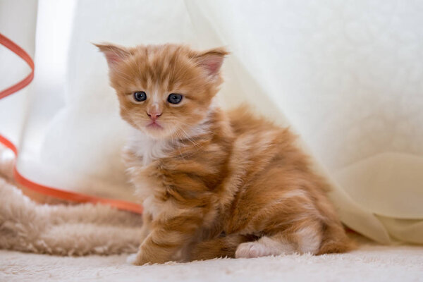 Red little kitten maine coon