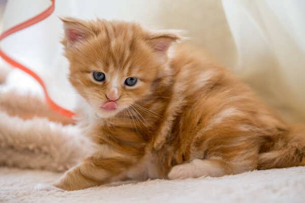 Red little kitten maine coon