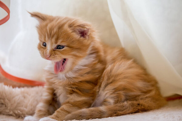 Red little kitten maine coon