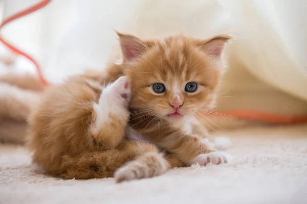 Röd Liten Kitten Maine Coon — Stockfoto