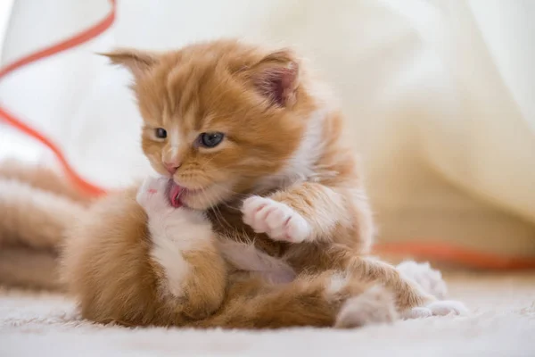 Red Little Kitten Maine Coon — Stock Photo, Image