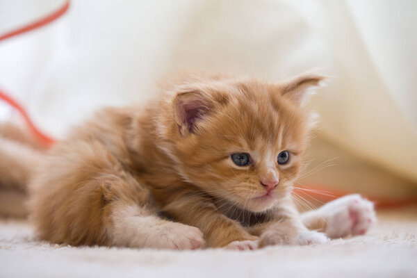 Red little kitten maine coon