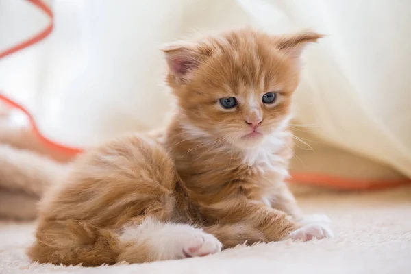 Vermelho Pequeno Gatinho Maine Casulo — Fotografia de Stock