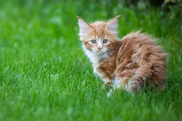 Λίγο Κόκκινο Maine Coon Γάτα Στο Γρασίδι — Φωτογραφία Αρχείου