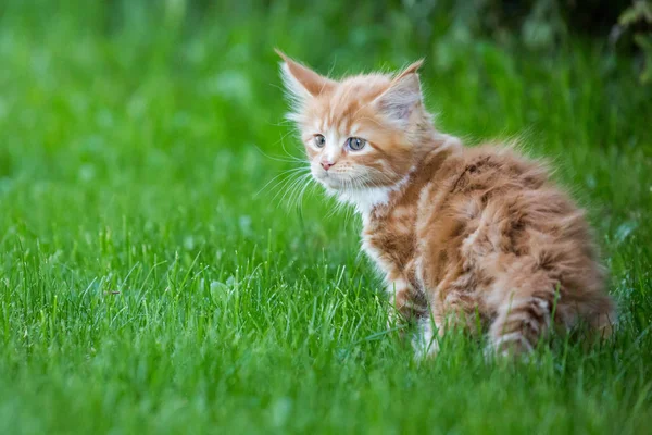 Küçük Kırmızı Maine Coon Kedi Çimenlerin Üzerinde — Stok fotoğraf