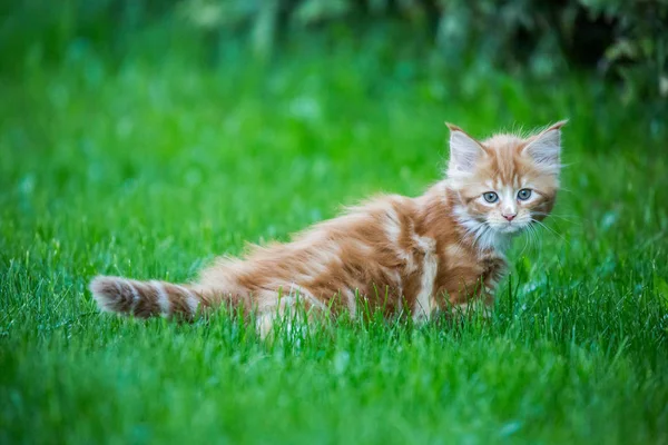 Λίγο Κόκκινο Maine Coon Γάτα Στο Γρασίδι — Φωτογραφία Αρχείου