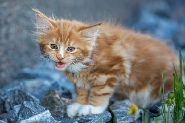 Piccolo Gatto Rosso Maine Coon Sulle Rocce — Foto Stock