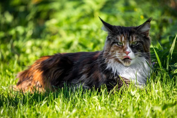 Big Multi Color Maine Coon Cat Grass — Stock Photo, Image
