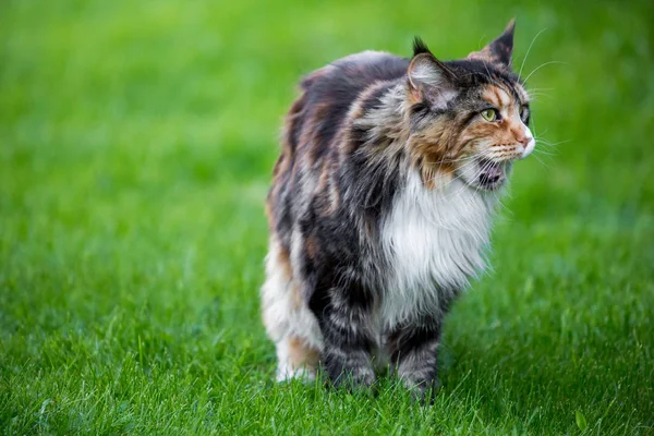 Große Mehrfarbige Maine Coon Katze Auf Dem Gras — Stockfoto
