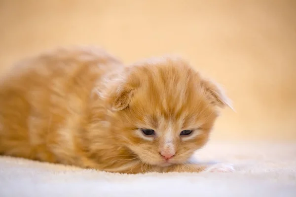 Tydzień Trochę Maine Coon Kot — Zdjęcie stockowe