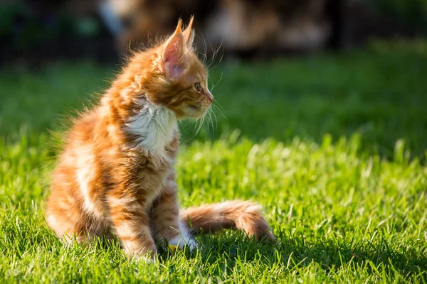 Little red kitty maine coon on the grass