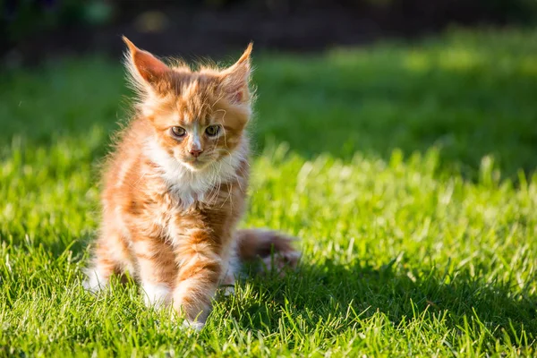 Little red kitty maine coon on the grass