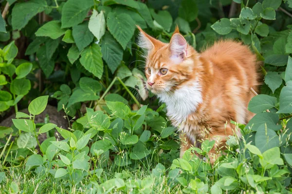 Petit Raton Laveur Rouge Jouant Sur Herbe — Photo