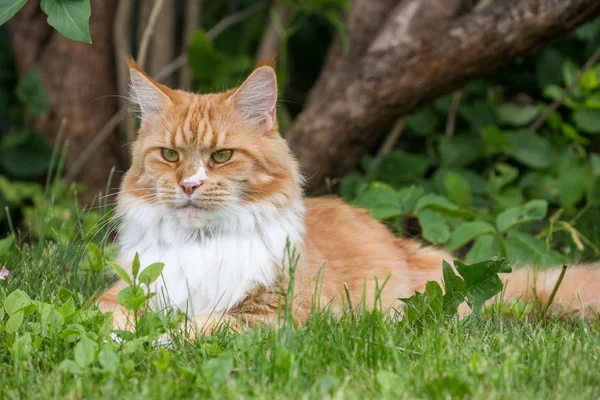 Maine Coon Grand Chat Rouge — Photo