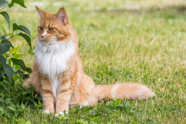 Maine coon big red cat