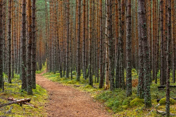 Bos Wandeling Weg Achtergrond Bomen — Stockfoto