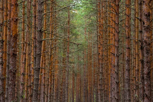 Bois Forestier Arbres Fond — Photo