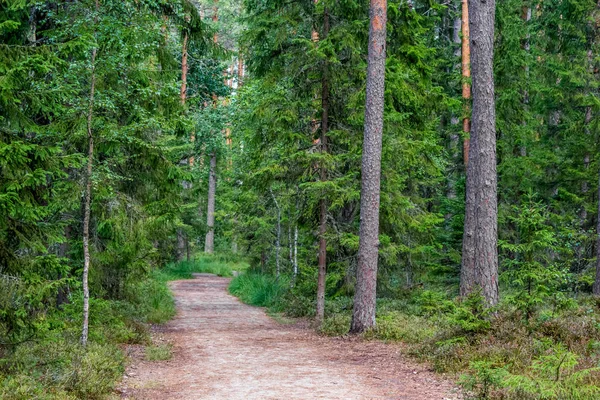 Bosque Camino Pie Viru Raba Estonia — Foto de Stock