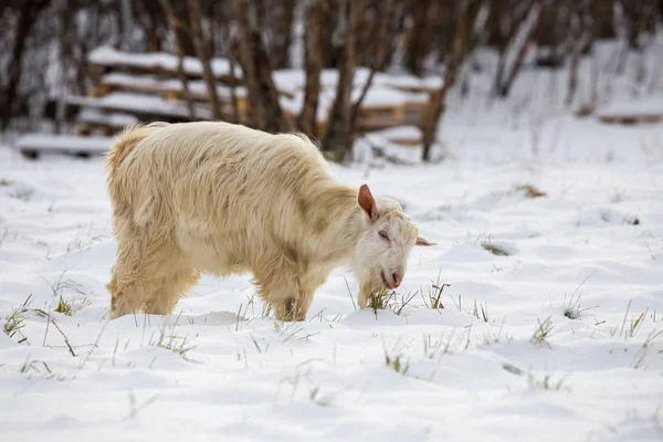 Goat Winter Snow Eating Grass Stock Photo