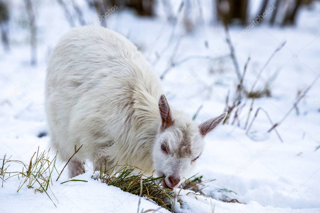 Goat at winter in snow eating the grass
