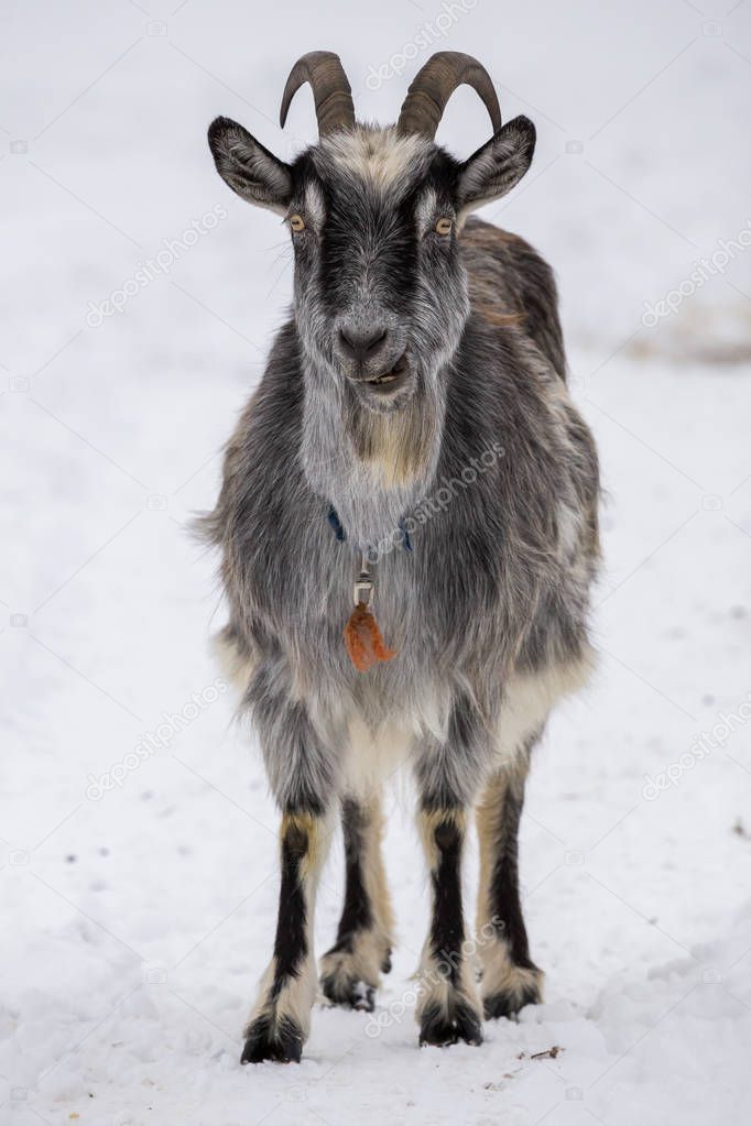 Goat at winter in snow