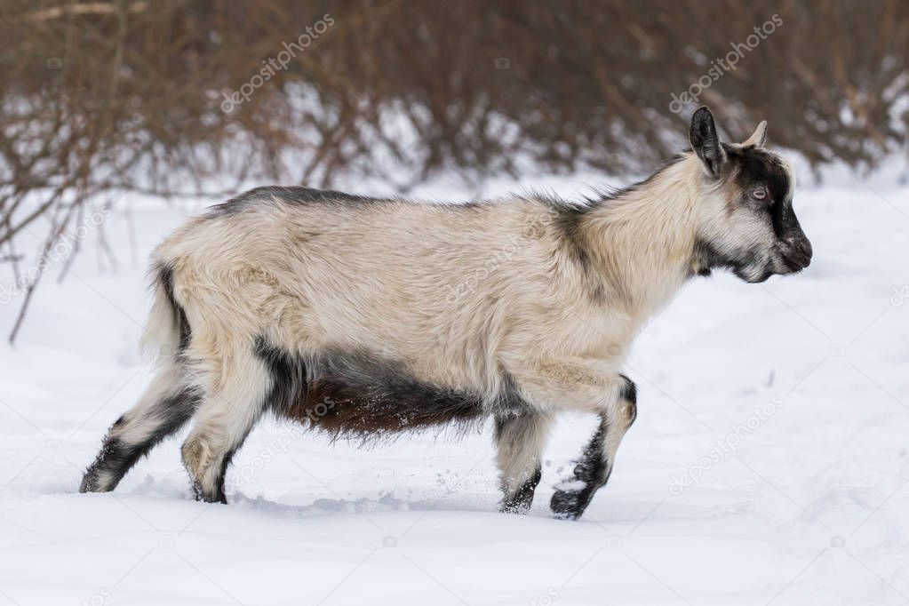 Goat at winter in snow