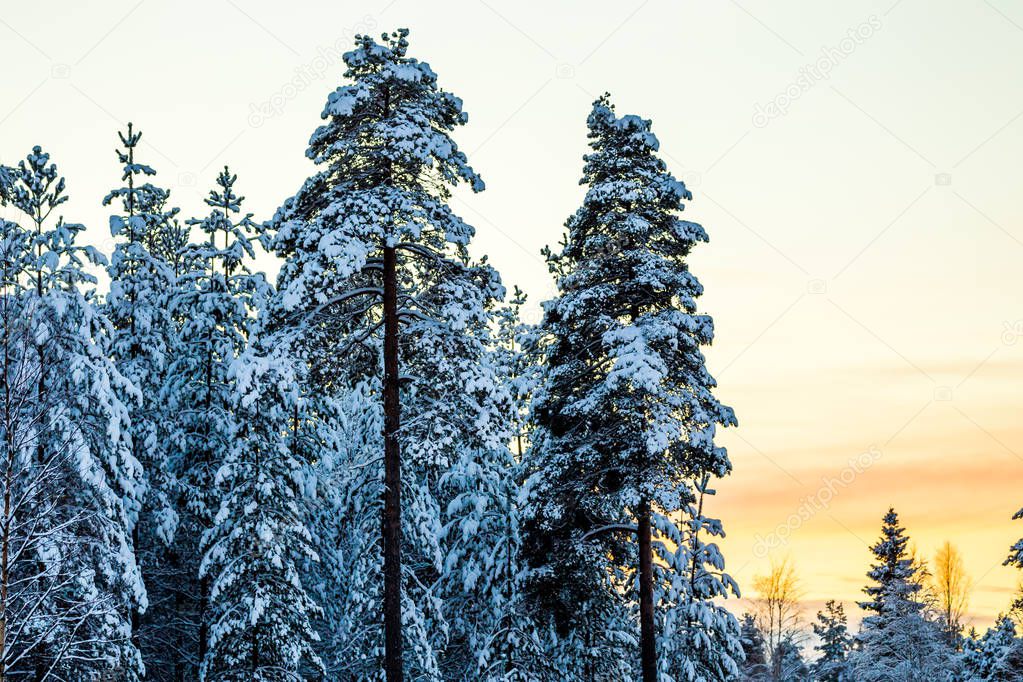 Winter forest in Lapland