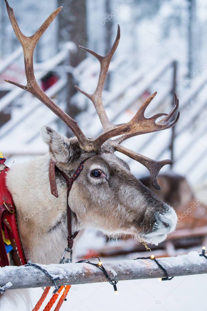 Santa claus deer portrait