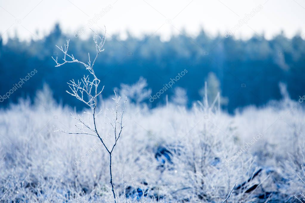 Winter field and forest