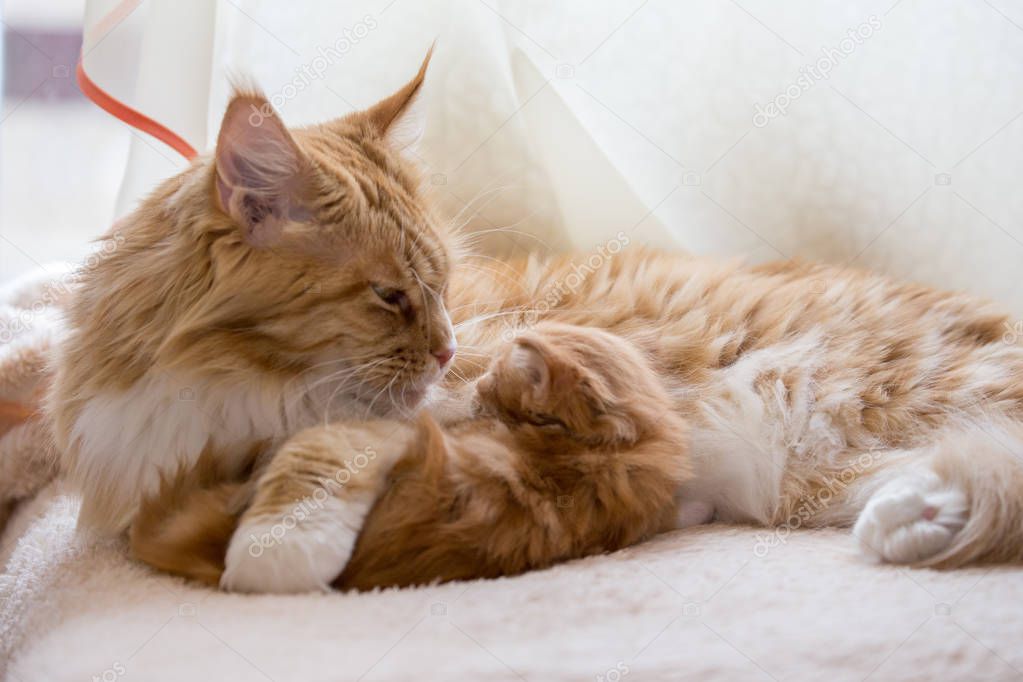 Maine coon cat red mother with baby